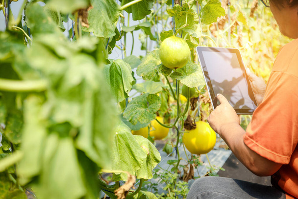 Los agricultores masculinos producen granjas de melón utilizando tecnología moderna, llevando tabletas digitales y comprobando los detalles de producción
. - Foto, Imagen