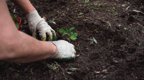 Pracownik w rękawiczkach sadzi młodą zieloną roślinę w glebie. Posadź roślinę warzywną w ziemi i zajmij się nią.. - Zdjęcie, obraz