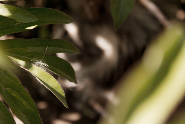 Chat parmi les feuilles vertes - Photo, image