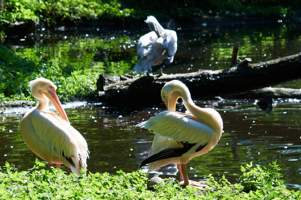 Pelicans near the pond - 写真・画像