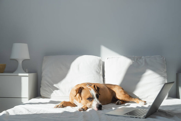 Chien sur le lit à côté d'un ordinateur portable dans une chambre éclairée par le soleil. Animaux domestiques à la maison dans un intérieur simple et moderne, concept de télétravail ou de travail à domicile - Photo, image