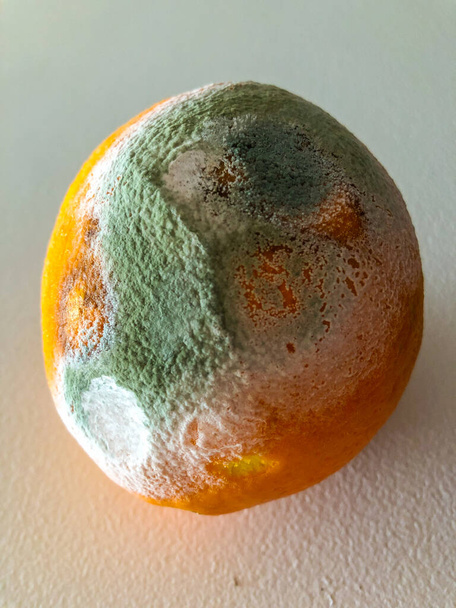 Kiedy pomarańcze zaczynają się psuć, stają się miękkie na początku, a następnie rozwijać białą pleśń. Forma szybko się rozszerzy i zmieni kolor na zielony. Pomarańcze należy wyrzucić, gdy tylko staną się miękkie. Odbarwienie to kolejny znak, że Oran - Zdjęcie, obraz