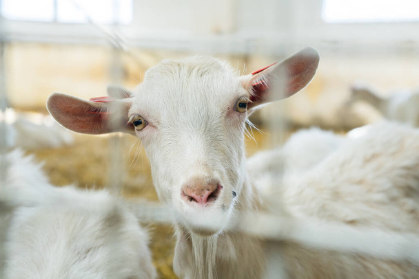 beautiful white goat farm closeup. Farm livestock of goat milk dairy products - Foto, afbeelding