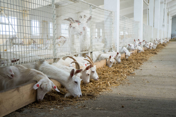 Goats eat hay or grass on the farm. Farm livestock of goat milk dairy products - Fotografie, Obrázek