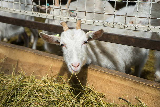 Beautiful white goat on a farm closeup. dairy livestock. animal look. Livestock - Foto, afbeelding