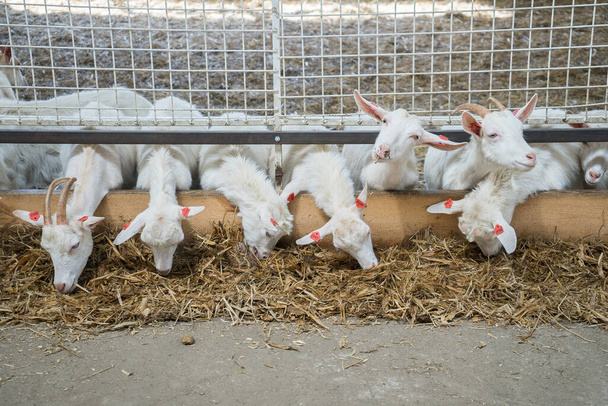 Goats eat hay or grass on the farm. Farm livestock of goat milk dairy products - Fotografie, Obrázek