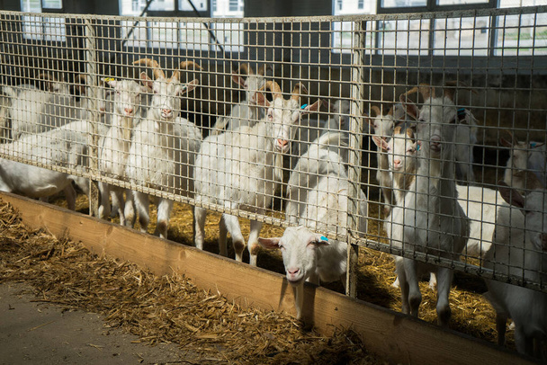 A lot of goats on a goat farm behind bars. Farm livestock of goat dairy products - Fotografie, Obrázek