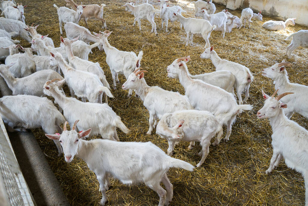 many white goats on the farm. Growing goats for dairy production. Livestock - Zdjęcie, obraz