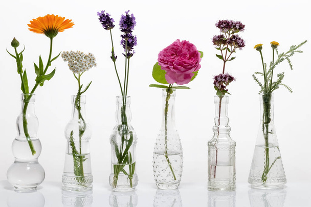 Zes flessen met calendula, yarrow, lavendel, koolroos, bloeiende oregano en santolina - Foto, afbeelding