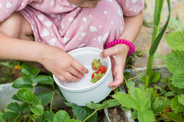 The girl collects ripe strawberries from the garden beds in the garden - Foto, imagen