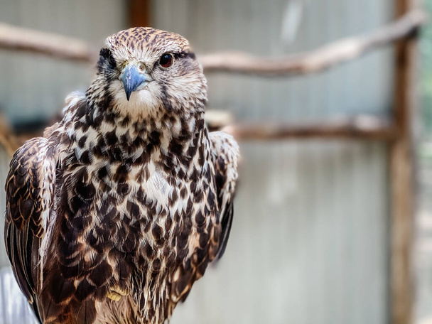 Close-up of a falcon in an ecopark. Photography of birds. - Photo, Image