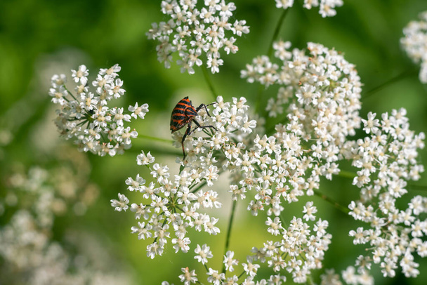 Bug nero e rosso Graphosoma lineatum su fiori bianchi. - Foto, immagini