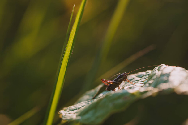 A grasshopper sitting on a blade of grass in a field close up in the light of the setting sun - Fotografie, Obrázek
