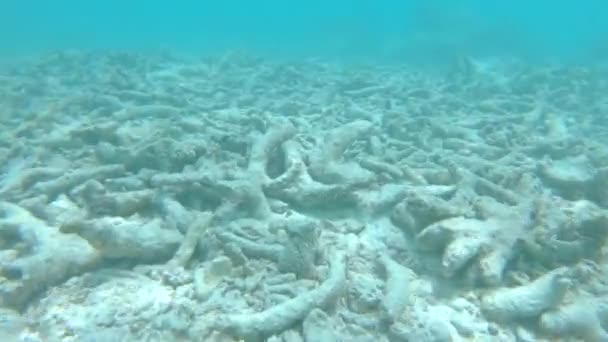 POV: Tropische vissen zwemmen rond de dode koralen die vernietigd zijn door de opwarming van de aarde. - Video