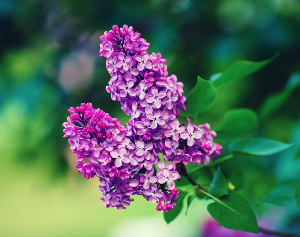 春のライラックの花。庭の紫色のライラックの枝。フィールドの浅い深さ。選択的焦点. - 写真・画像