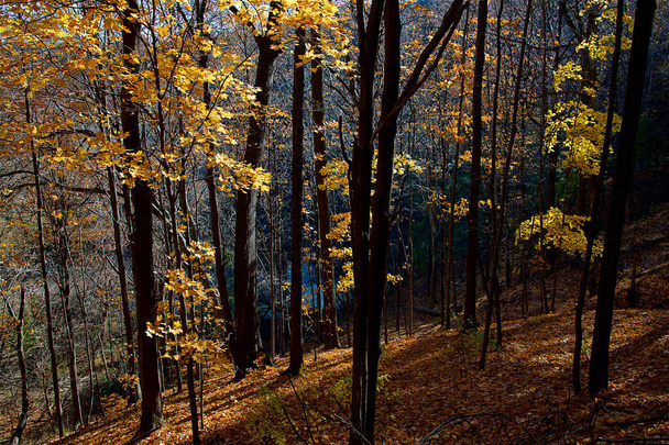 Korkea kulma näkymä laaksoon vaahtera puita syksyllä. - Valokuva, kuva