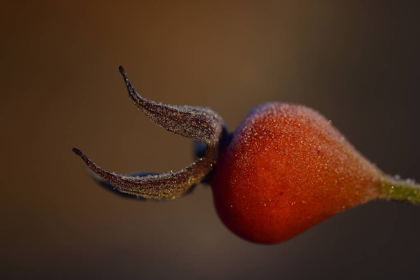 Close-up of a red rosehip with frozen ice crystals in winter against a brown background with space for text - Photo, Image