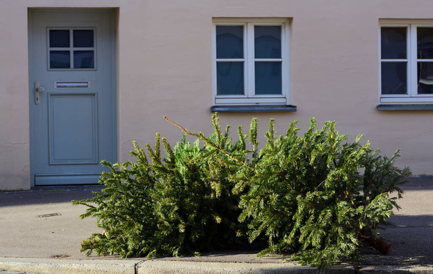 Vanhat, heitetyt, käytetyt ja käytetyt joulukuuset sijaitsevat talon edessä, jossa on vanhat ikkunat ja ovi, ja odottavat maassa keräämistä ja hävittämistä varten. - Valokuva, kuva