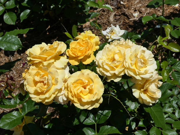 muchas rosas de té florecientes
 - Foto, Imagen