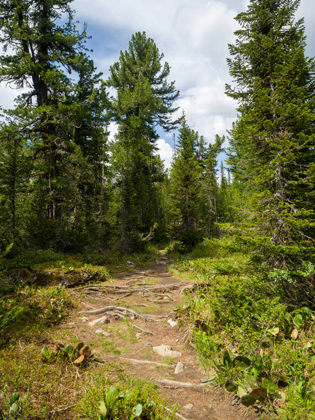 Trail among the cedars in the coniferous forest. Summer sunny day - Фото, изображение