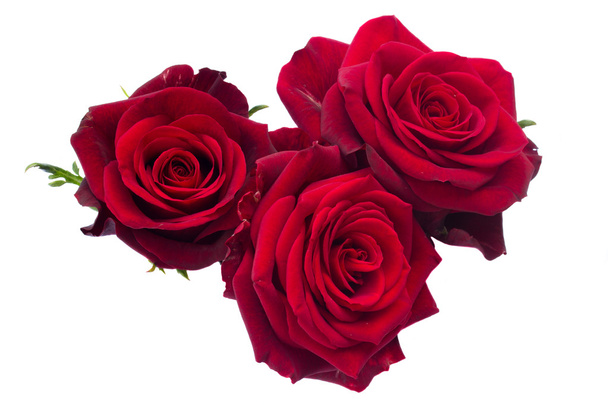 Three dark red roses - Foto, immagini