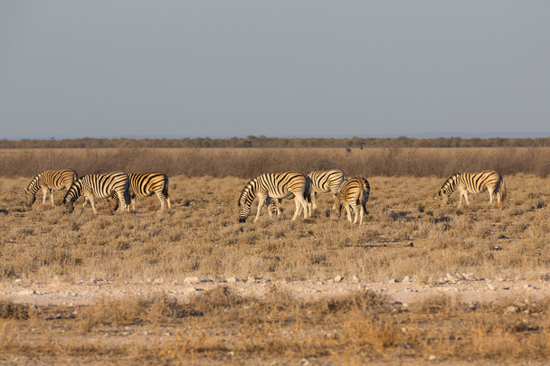 Zebras in the savannah - Photo, Image