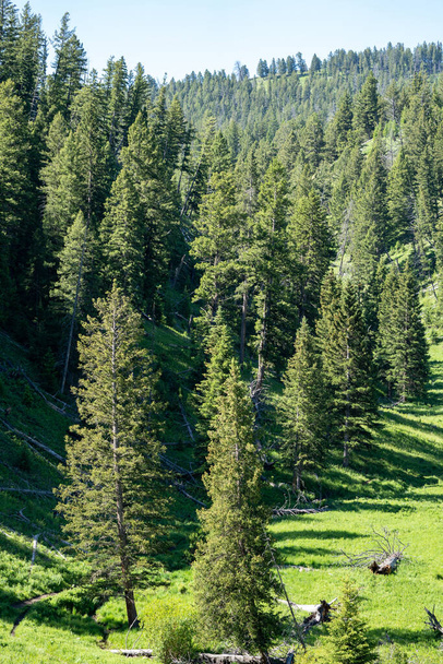 Lodgepole Pines nella zona Lamar Valley del Parco Nazionale di Yellowstone in estate - Foto, immagini