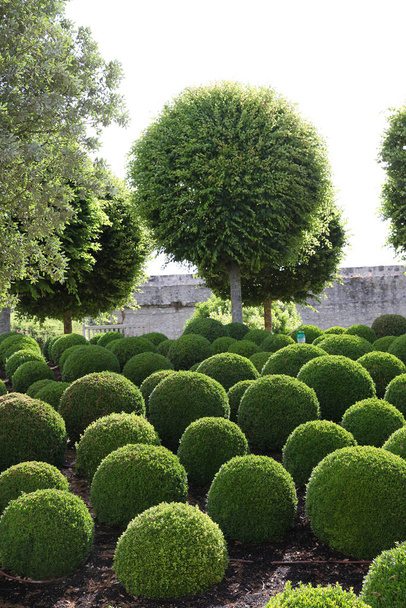 Сады в замке в Амбуазе, Долина Луары Франции с удивительными кустарниками и изгородями
 - Фото, изображение