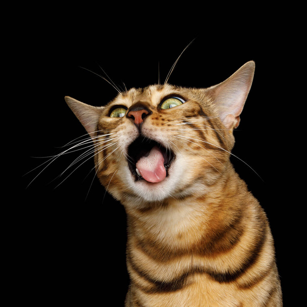Funny Portrait of Bengal Cat, making face, want to eat with opened mouth isolated Black Background, front view - Foto, immagini