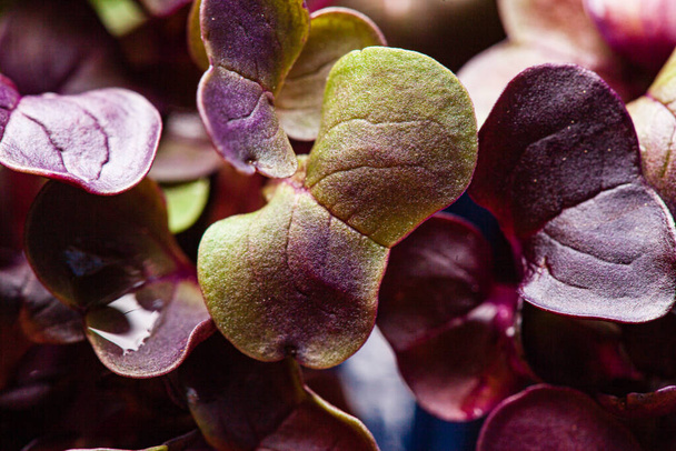young purple radish plant background - 写真・画像