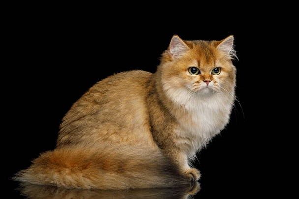 British Cat Red color with Furry tail Sitting on Isolated Black Background - Foto, immagini