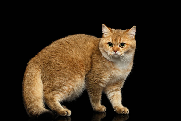 Furry British Cat with Gold chinchilla Fur, Green eyes Standing on Isolated Black Background, side view - 写真・画像