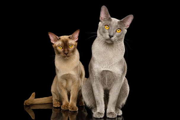 Two Burmese Cats Sitting and Looking in camera on isolated black background with reflection, front view - 写真・画像