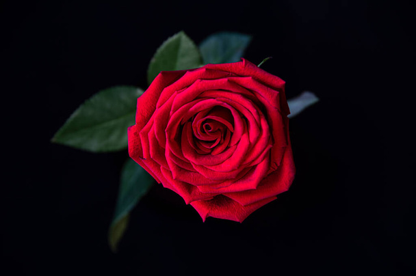 Red rose on a black background. The view from the top. - Valokuva, kuva