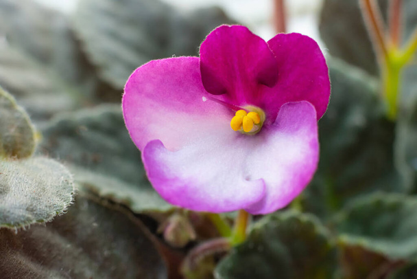 Macro photography of bright blooming African Violet (Saintpaulia) flowers on home windowsill.Cozy details for home. - Фото, зображення