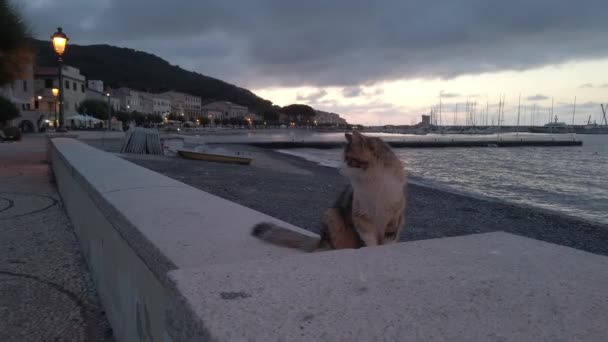 female cat in Marciana Marina at night - Footage, Video