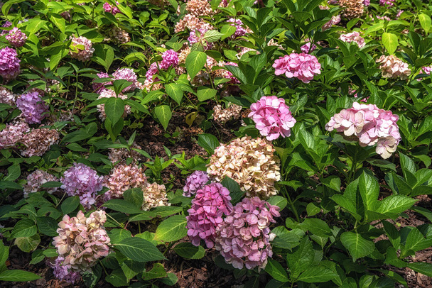 Hydrangea macrophylla blossoms in Seoul Forest park in Seoul, South Korea - Photo, Image