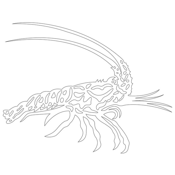  vector illustration of lobster isolated on white  - Vecteur, image