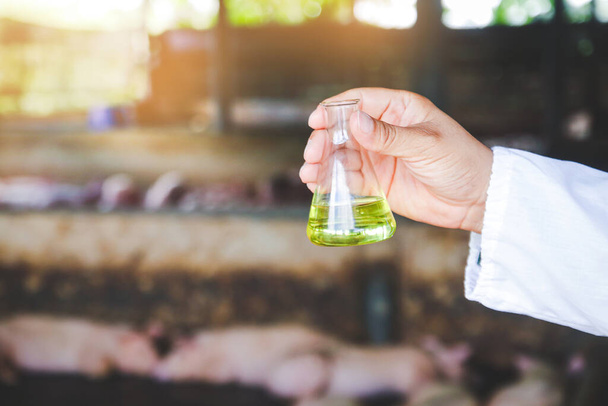 Pesquisadores da doença de porco seguram uma garrafa de experimentos químicos para ajudar os agricultores a desenvolver vacinas. Prevenir epidemias Conceito de rancho
 - Foto, Imagem