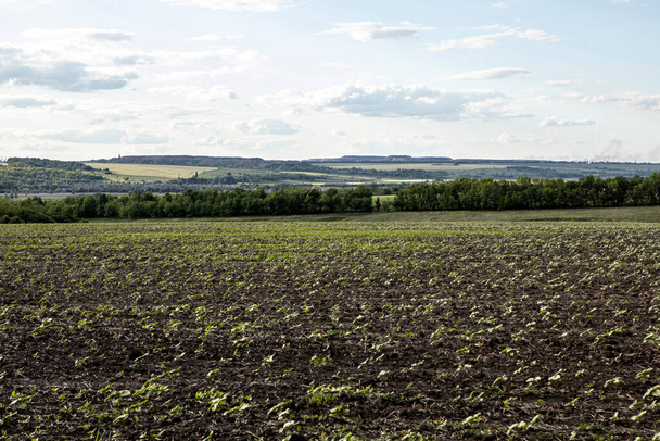 young plants grow on the field. Farming in the summer - Photo, Image