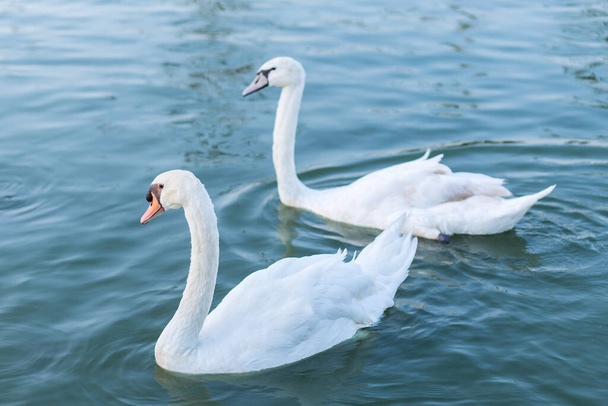 Két fehér hattyú együtt úszik a szerelemmel.. - Fotó, kép