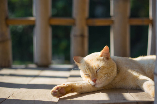 Chat doré dormant sur un sol boisé avec fond de clôture en bambou. - Photo, image