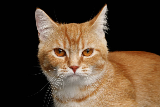 Kırmızı Kıtırlı Kedi 'nin Kızgın Yüzü' nü yakın plan Siyah arka plan, ön görüş - Fotoğraf, Görsel