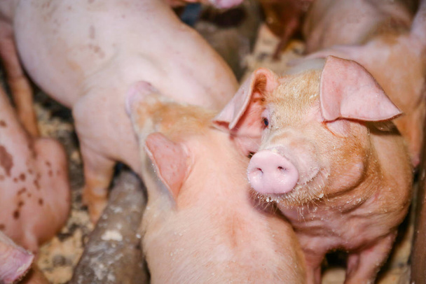 Muitos pequenos leitões em fazendas em áreas rurais alimentados com agricultura biológica. Porcos no recinto são mamíferos
. - Foto, Imagem