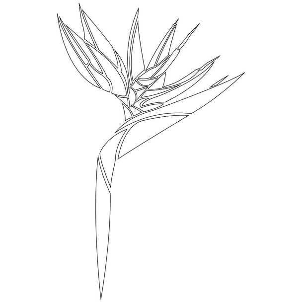 strelitzia reginae, oiseau de paradis, vecteur  - Vecteur, image