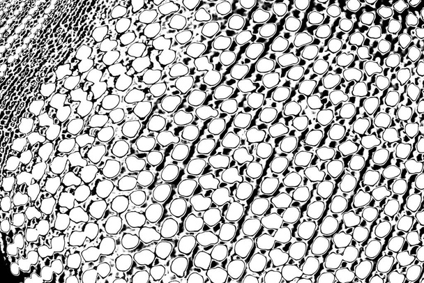 Abstrakti grunge tausta. Yksivärinen rakenne. Musta ja valkoinen kuvioitu tausta - Valokuva, kuva