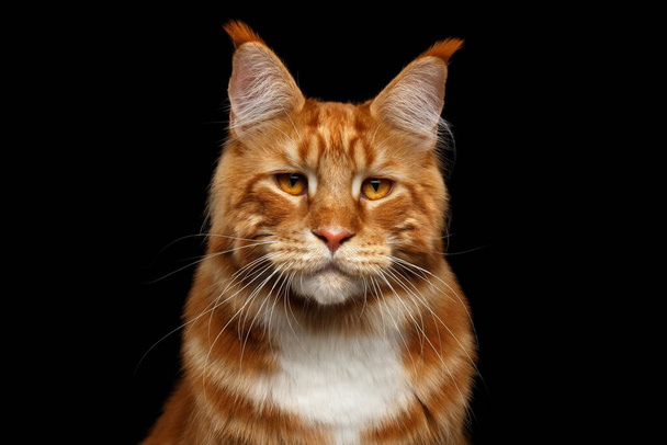 Porträt einer verdächtig Ginger Maine Coon Cat mit Pinsel auf den Ohren Isoliert auf schwarzem Hintergrund, Vorderseite - Foto, Bild