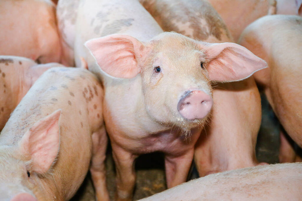 Wiele małych prosiąt w gospodarstwach na obszarach wiejskich karmionych rolnictwem ekologicznym. Świnie w pomieszczeniu to ssaki.. - Zdjęcie, obraz
