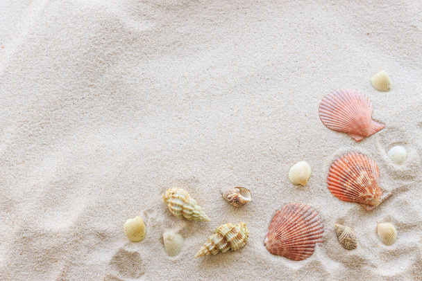 θαλασσινά όστρακα σε λευκή άμμο. καλοκαιρινή ιδέα. πάνω από το φως - Φωτογραφία, εικόνα