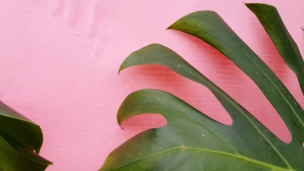 Groene tropische palmbladeren van monstera op een roze achtergrond, beweging van kamerplant bladeren, 4K Video - Video